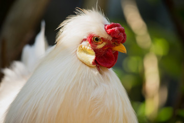 Portrait of Silkie Rooster in a natural brackground