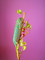 Green chameleon sitting on the branch of the home plant. Lilac background