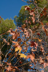Tree with autumn leaves and fruits