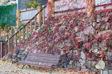 Bench with autumn leaves and wall with ivy