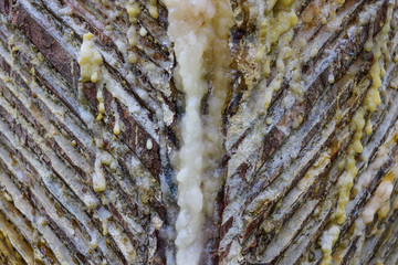 pines tree sap to get the pine resin.
