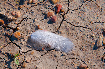 Big white feather with the drops of water lies on the ground. Close view