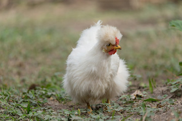 Bantam Chicken on the grass, green background. Crossbreed between Silkie and Polish Chickens. 