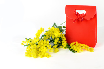 Fresh golden spring mimosa with a gift red box as a greeting for any holiday. Mom's day, Valentine's day or any holiday concept.