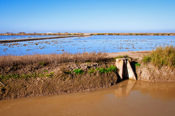 Dividing channel with shallow dirty water on the rice field