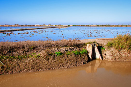 Dividing channel with shallow dirty water on the rice field