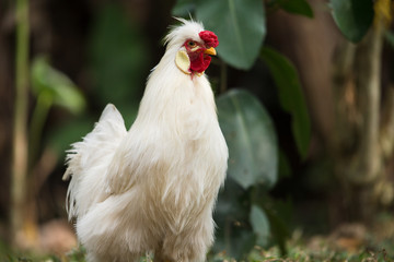 Bantam Rooster, green leaves in the background. Crossbreed between Silkie and Polish Chickens. 