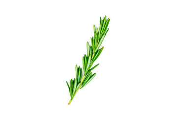 Isolated top view flat lay fresh green rosemary leaves, twigs and branches on white background.