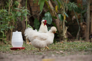 Bantam chicken couple in a backyard. Crossbreed between Polish and Silkie breeds.