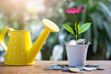 plant money coins saving for concept investment mutual fund finance and business