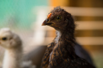 Bantam Chicks inside of a hen house with grass floor. Wooden background.  Urban farm in Florianópolis / Brazil