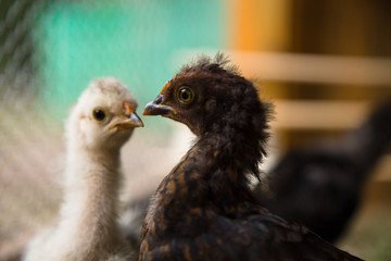 Bantam Chicks inside of a hen house with grass floor. Crossbreed of Silkie and Polish chicken breeds.  Urban farm in Florianópolis / Brazil
