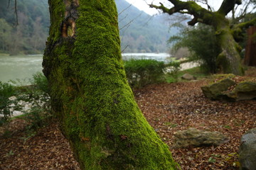 An old mossy tree