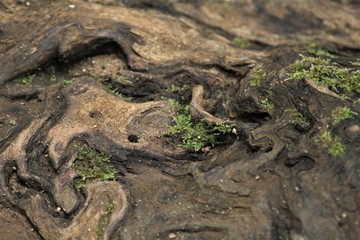 Zoom sur une ecorce de bois