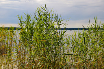 Shore of a large lake or sea on a cloudy day.