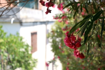 Fototapeta na wymiar Bright pink olenader nerium flowers in rustic Mediterranean garden in Vela Luka, island Korcula, Croatia. Selective focus.