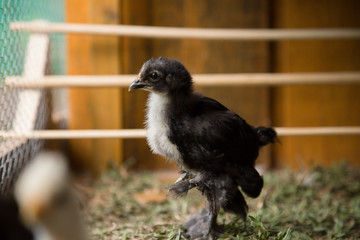 Bantam Chicks inside of a hen house with grass floor.  Urban farm in Florianópolis / Brazil
