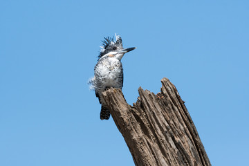 Fototapeta premium crested kingfisher is a very large kingfisher that is native to parts of southern Asia, stretching eastwards from the Indian Subcontinent towards Japan