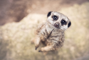 Fototapeta premium little meerkat