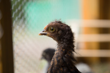 Bantam Chick inside of a hen house. Wooden background.  Urban farm in Florianópolis / Brazil