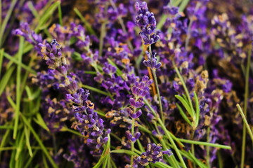Lavender bushes closeup on sunset in the spring.