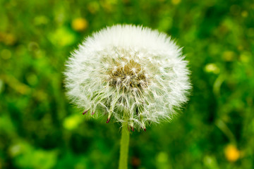 Fototapeta premium Seeds of dandelion save the form