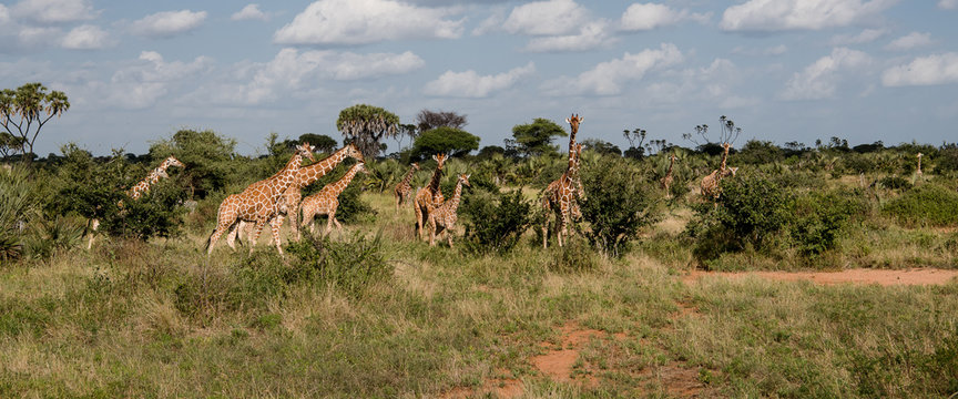 Journey of Giraffes