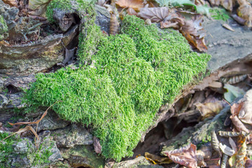 Green moss covered old bark fragments surrounded by dry leaves