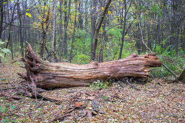 The trunk of the fallen old tree without bark in the forest wilderness