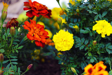 Close-up on orange and yellow French marigold flowers.