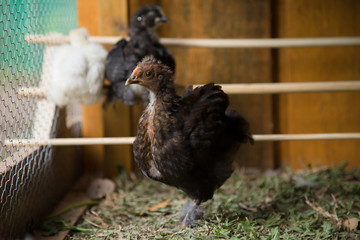 Three Bantam Chicks inside of a hen house with grass floor. Crossbreed of Silkie and Polish chicken breeds. Wooden background.  Urban farm in Florianópolis / Brazil