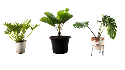 Ruffled Fan Palm and Monstera plant in pot isolated on white background
