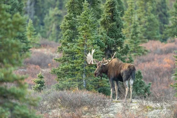 Alaska Yukon bull Moose in Denali National Park in Autumn
