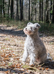 hungarian Pumi dog sitting in the forest