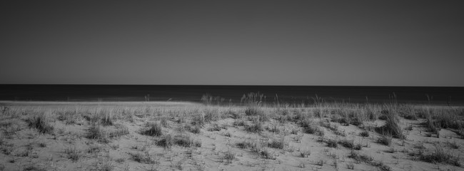 Sea oats sway in the breeze on a beach protection sand dune overlooking the Atlantic Ocean in Sea Girt Beach town in New Jersey © Jorge Moro