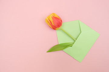 Fresh yellow-red tulips on a pink background. Holiday concept