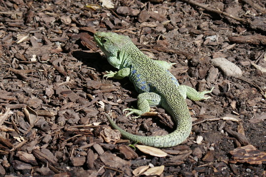 Jeweled Lacerta Green Lizard