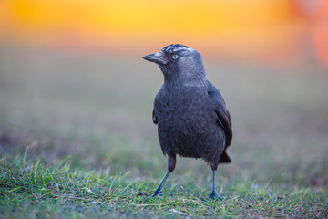 Closeup portrait of a Western Jackdaw bird Corvus Monedula