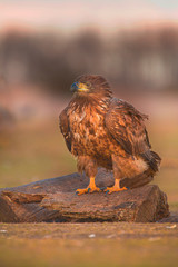 White-tailed Eagle (Haliaeetus albicilla)