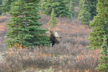 Alaska Yukon bull Moose in Denali National Park in Autumn