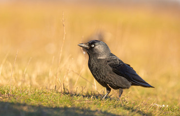 Closeup portrait of a Western Jackdaw bird Corvus Monedula