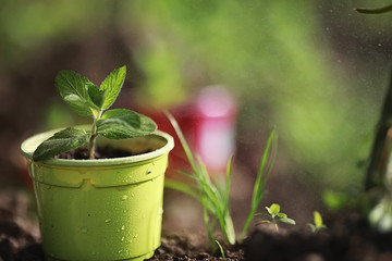 Small sprout for landing in the ground in hands