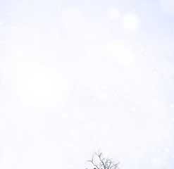 Winter Park. Landscape in snowy weather. January.