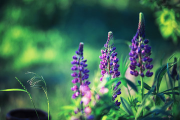 Bright spring greens at dawn in the forest. Nature comes to life in early spring.