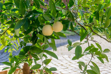 lemon plant with fresh lemon fruit