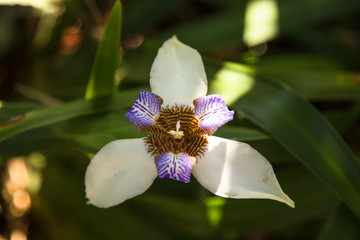 Close up of a Iris Versicolor flower blooming