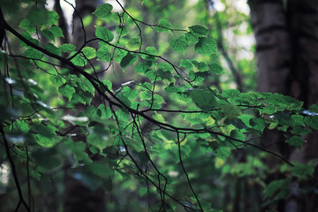 Bright spring greens at dawn in the forest. Nature comes to life in early spring.
