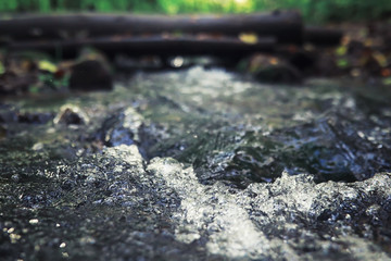 Bright spring greens at dawn in the forest. Nature comes to life in early spring.