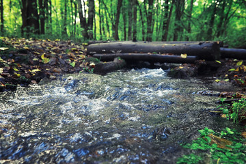 Bright spring greens at dawn in the forest. Nature comes to life in early spring.
