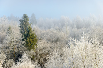 Mountain landscape. Mountain view on a foggy winter morning.The forest emphasizes the perspective and atmosphere of the picture.